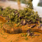 Herbatka konopno - makowa 30g / Hemp Herbatka konopno - makowa 30g / Hemp