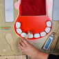 Tablica edukacyjna higiena jamy ustnej / Masterkidz Tablica edukacyjna higiena jamy ustnej / Masterkidz