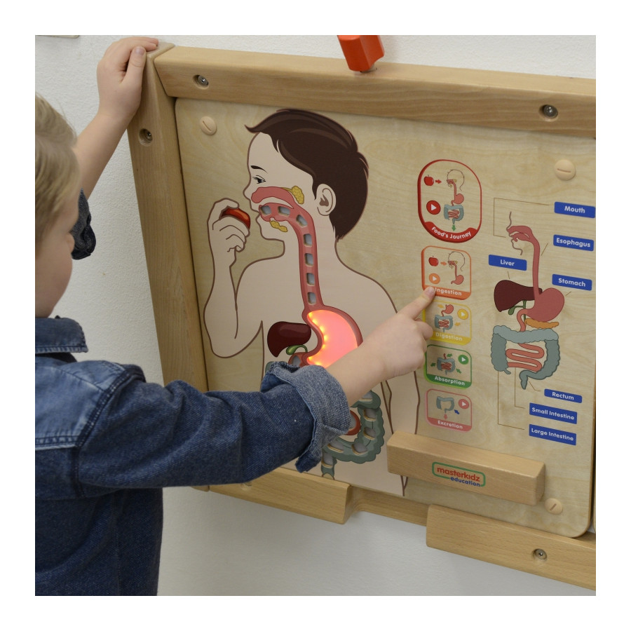 Tablica edukacyjna Układ trawienny / Masterkidz