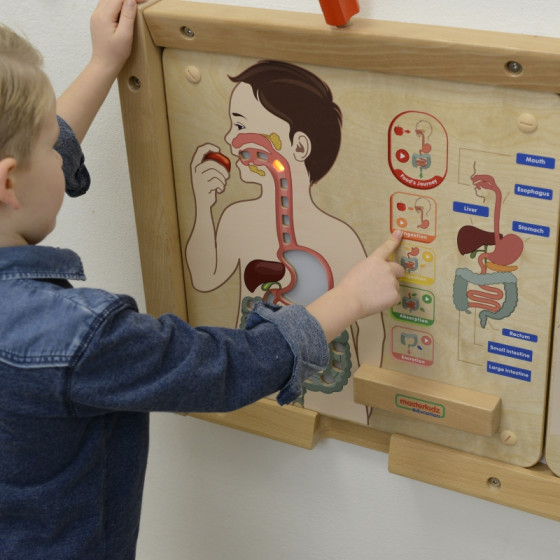 Tablica edukacyjna Układ trawienny / Masterkidz