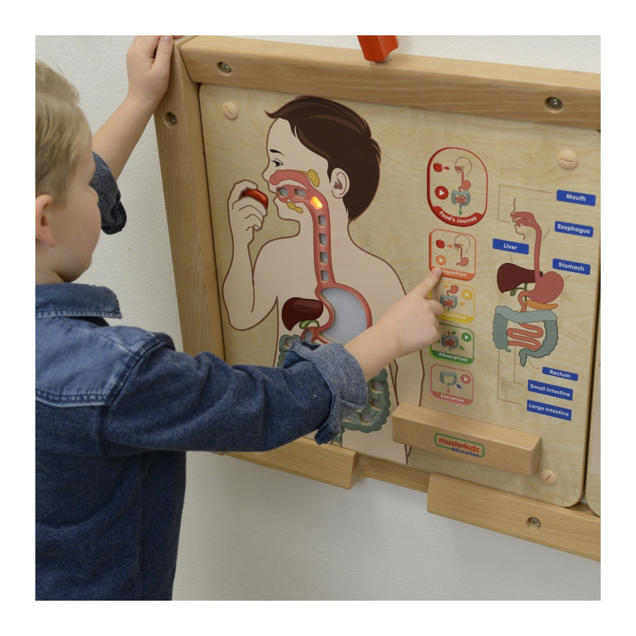 Tablica edukacyjna Układ trawienny / Masterkidz
