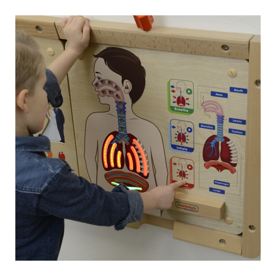 Tablica edukacyjna Układ oddechowy / Masterkidz