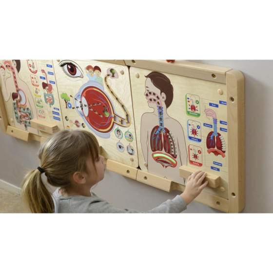 Tablica edukacyjna Układ oddechowy / Masterkidz