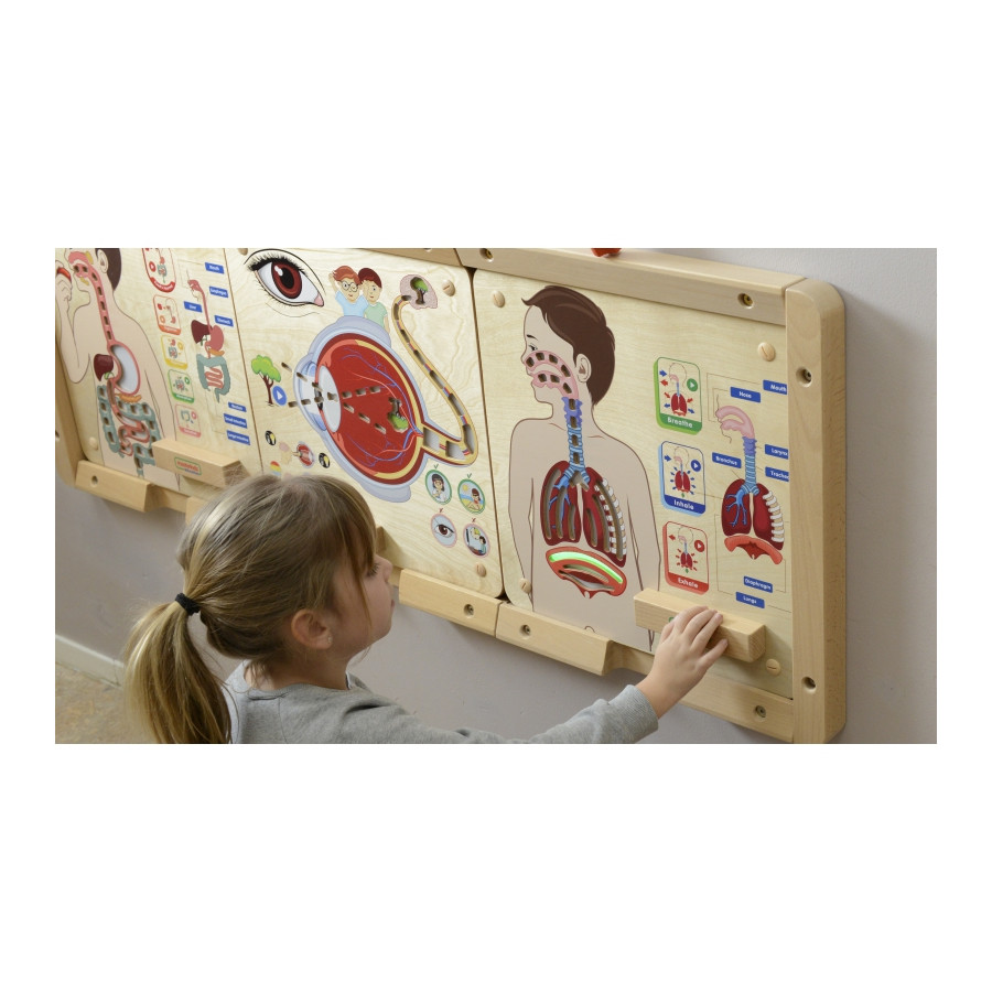 Tablica edukacyjna Układ oddechowy / Masterkidz