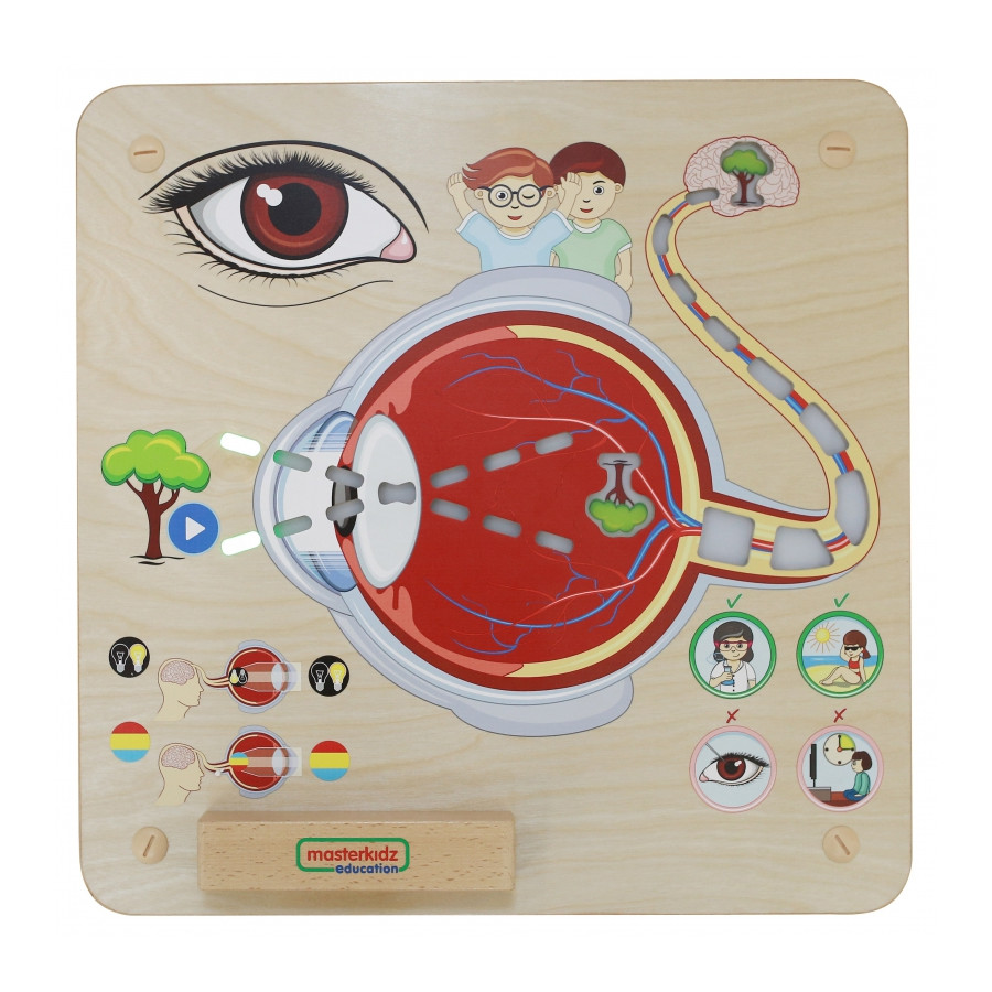 Tablica edukacyjna Zmysł wzroku / Masterkidz