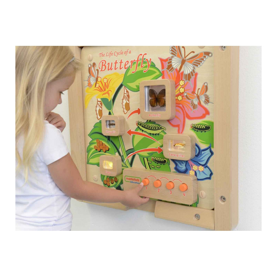 Tablica edukacyjna Cykl życia motylka / Masterkidz