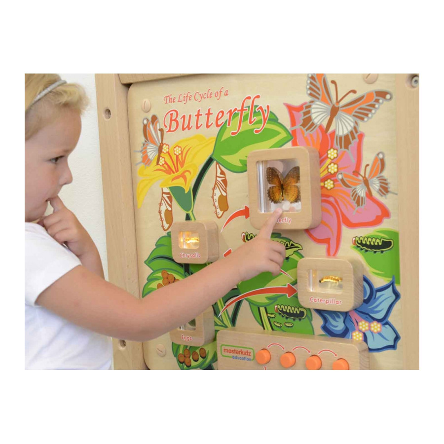 Tablica edukacyjna Cykl życia motylka / Masterkidz